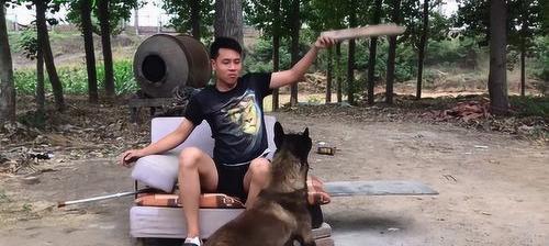 马犬与狼青犬打架谁厉害 马犬打架最残忍的