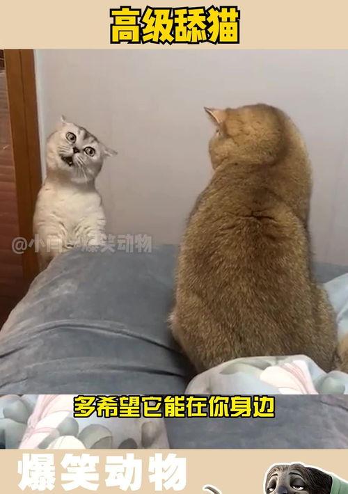 猫是招鬼还是辟邪的 白猫是招鬼还是辟邪的