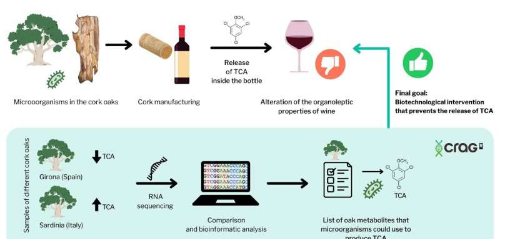 科学家和软木塞行业共同努力保持葡萄酒质量