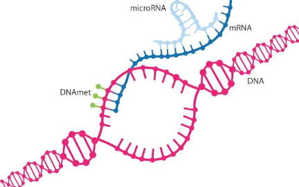 MicroRNA是基因组的主要调控者研究人员正在学习如何利用它控制基因的方式