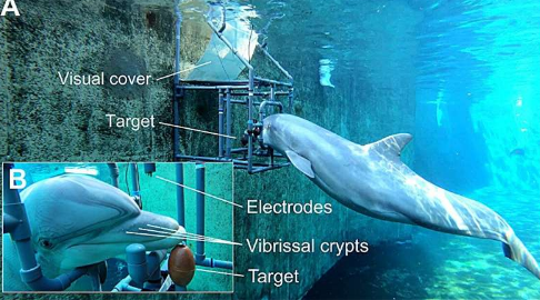 研究表明宽吻海豚可以感知电场