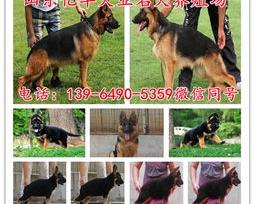 捷克狼犬幼犬多少钱一只？ 狼狗幼犬出售100元以下