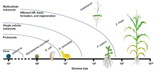 开拓未来植物合成基因组学的创新方法