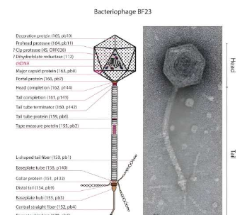 BF23噬菌体研究揭示病毒可以应对细菌限制和修饰