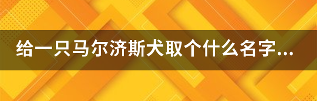 小狗取什么名字好听? 给狗狗取个名字