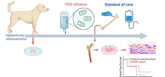 新型病毒疗法被发现可有效对抗狗的毁灭性骨癌