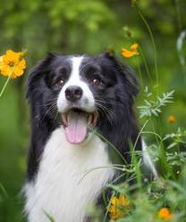 波音达猎犬好养吗 该犬饲养难度不大 波音达多少钱一只狗