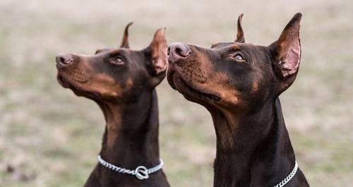 杜宾和罗威纳哪个好 罗威纳犬和杜宾犬