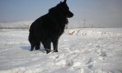 黑熊犬怎么养黑熊犬的性格 黑熊犬幼崽