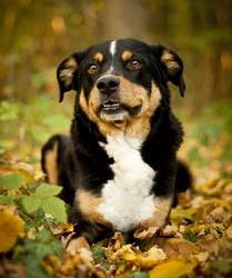 最好的护卫犬有哪些 最好的护卫犬 护卫犬品种大全及