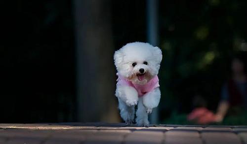 贵宾犬和泰迪的区别是? 贵宾和泰迪的区别