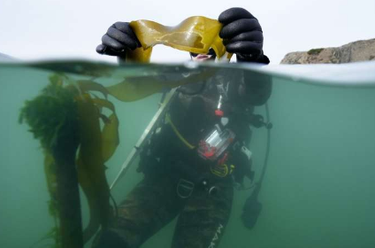 从海胆破碎到实验室种植的海带拯救加州海带森林的努力显示出希望