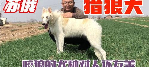 苏俄猎狼犬怎么养 苏俄猎狼犬性格