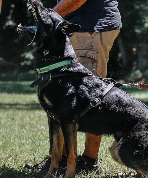 德牧和金毛打架谁厉害？ 东德牧羊犬打架