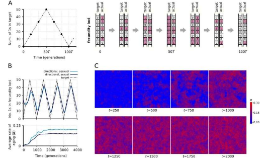 科学家发现衰老可以加速进化