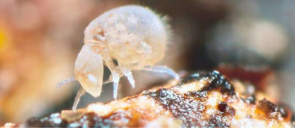 关于土壤无脊椎动物的新的综合基因组数据提供了对其生物多样性的见解