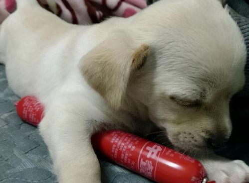 十大聪明小型犬排名 小型宠物犬智商排名