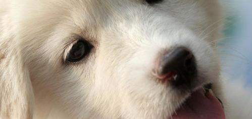 狗狗得了犬瘟还可以治好吗？ 犬瘟到底能不能治好