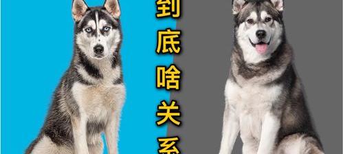 阿拉斯加和哈士奇区别有哪些呢？ 阿拉斯加犬就是哈士奇吗