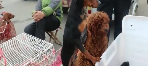 小鹿犬市场价格大盘点 鹿犬价格一般在多少