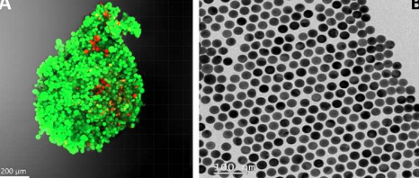 利用纳米技术了解肿瘤行为