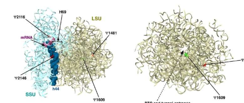 科学家发现通过核糖体攻击锥虫寄生虫的新方法