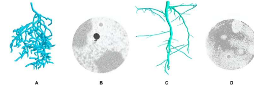先进的3D成像技术促进对根系统的了解促进粮食安全