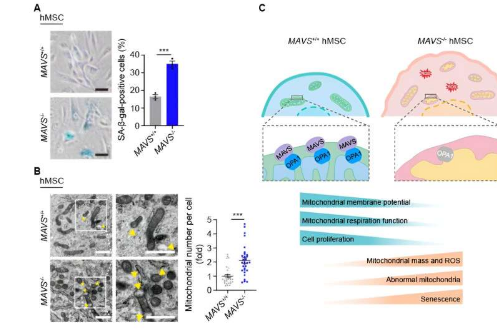 MAVS被发现可作为线粒体稳定剂拮抗人类干细胞衰老