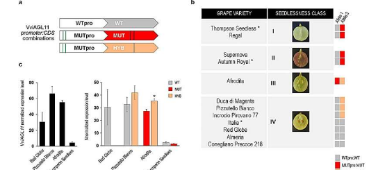 解开葡萄无核的遗传秘密