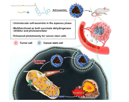 单分子自组装半花青油酸缀合物可消除癌症干细胞
