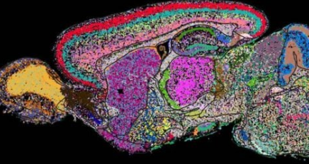 逐个细胞揭开哺乳动物大脑的神秘面纱