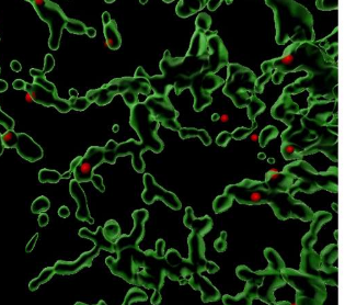 科学家揭示了重要的蛋白质运输复合体的内部运作