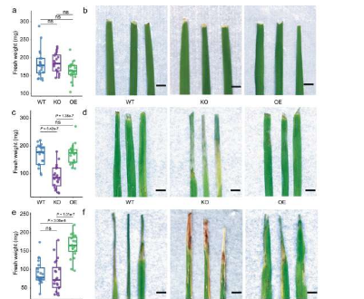 科学家首次设计植物微生物组以保护农作物免受疾病侵害并减少农药的使用