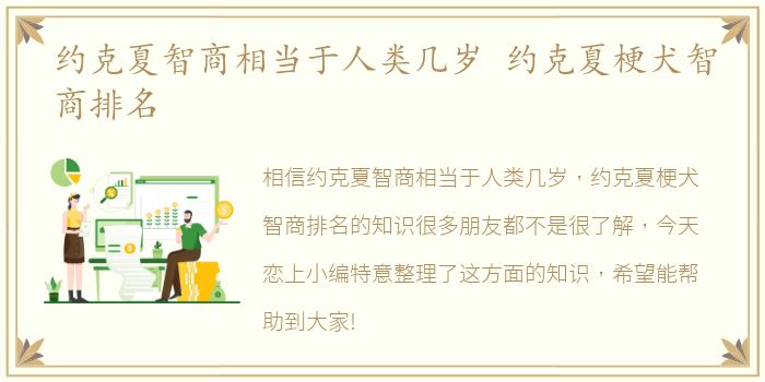 约克夏智商相当于人类几岁 约克夏梗犬智商排名