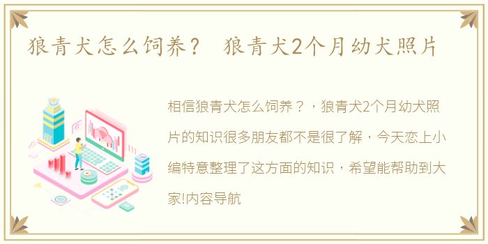 狼青犬怎么饲养？ 狼青犬2个月幼犬照片