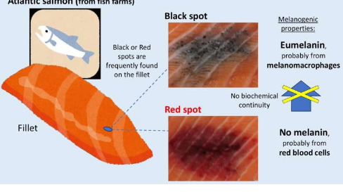 三文鱼片上的黑点被发现含有黑色素