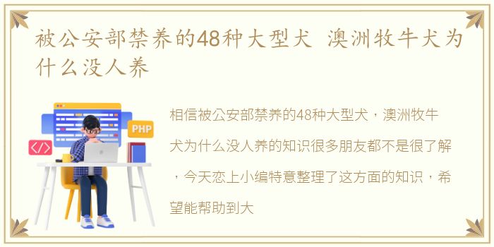 被公安部禁养的48种大型犬 澳洲牧牛犬为什么没人养