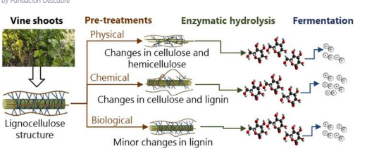 从藤蔓芽中获取氢气用于生产生物燃料