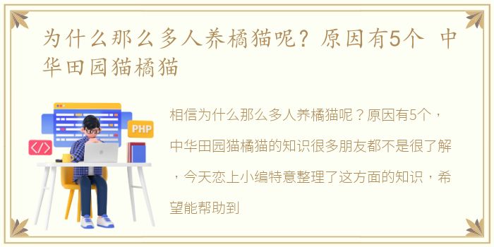 为什么那么多人养橘猫呢？原因有5个 中华田园猫橘猫