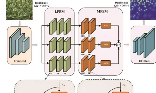 玉米产量估算MLAENet 方法可实现准确高效的雄穗计数