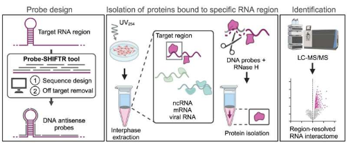 研究人员开发出绘制活细胞中特定 RNA 区域相互作用的方法