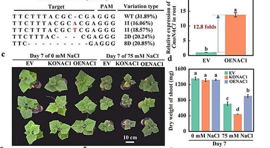 转录因子在嫁接黄瓜中的关键作用揭示了作物的耐盐性