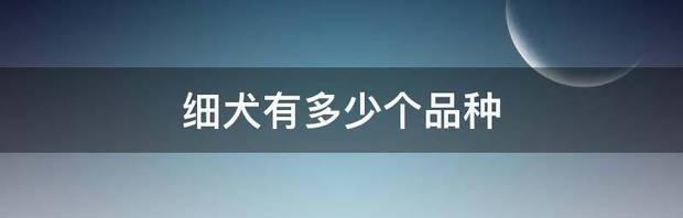 细犬有多少个品种 细犬的品种大全