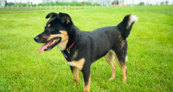 中华田园犬品种 中华田园犬30种