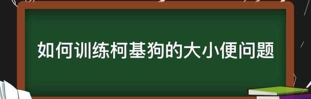 如何训练柯基狗的大小便问题 训练柯基幼犬大小便