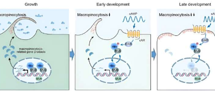 研究人员发现细胞如何调节巨胞饮活性