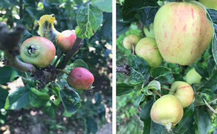 研究发现在农场种植花卉时捕食性昆虫可以保护苹果免受害虫侵害