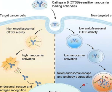 纳米载体研究证明肿瘤特异性药物通过受控内体逃逸释放