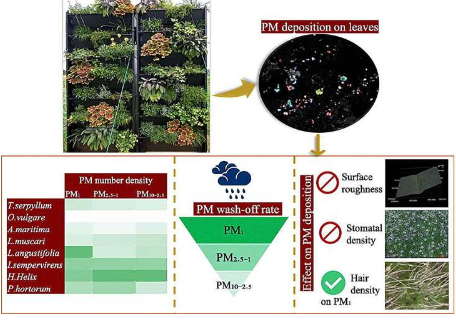 研究探索有助于绿墙净化空气的植物物种混合物