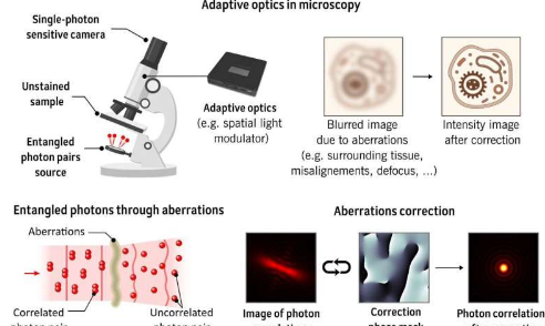 量子成像可以为先进显微镜创造光明的未来